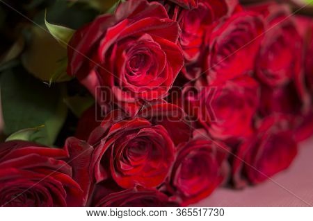 Beautiful Red Roses On A Green Background. Beautiful Rose. Beautiful Bouquet. Red Rose.