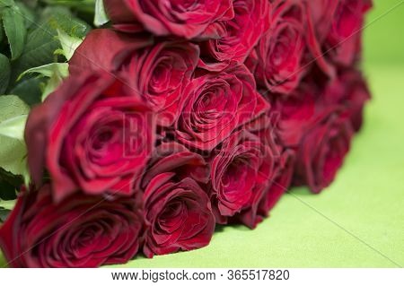 Beautiful Red Roses On A Green Background. Beautiful Rose. Beautiful Bouquet. Red Rose.