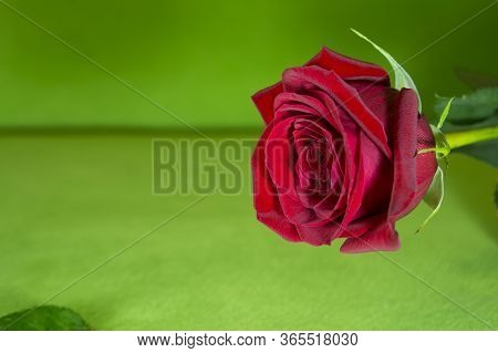 Beautiful Red Roses On A Green Background. Beautiful Rose. Beautiful Bouquet. Red Rose.