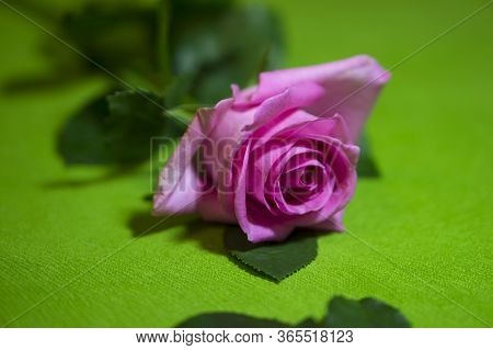 Beautiful White Roses On A Green Background. Beautiful Rose. Beautiful Bouquet. White Rose. Flowers.