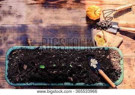 Home Gardening When Lock Down And Self-quarantine. Planting Seeds In Soil At Botanic Garden During T