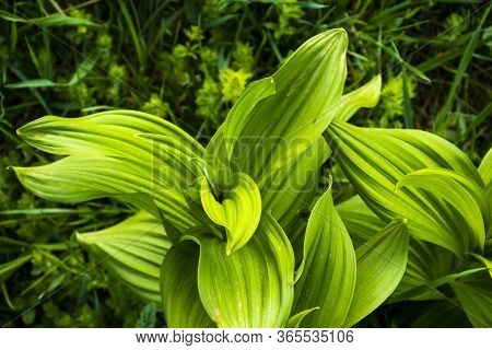 Close-up Of A Hellebore Among The Meadows In The Pre-alps In Recoaro Mille, Vicenza, Talia
