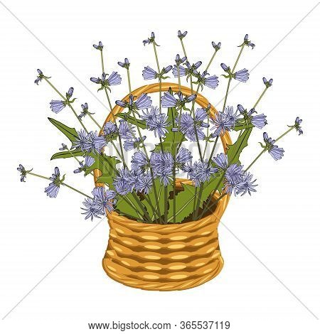 Chicory Bouquet In Basket Wicker With A Vine. Blue Flowers Art Design Elements Object Isolated Stock