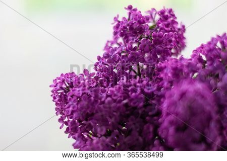 Purple Lilac Flowers With Fresh Green Leaves On Blurred Bokeh Background With Selective Focus. Color