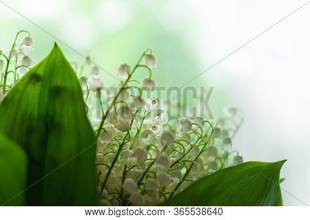 Amazing Blooming Lilies Of The Valley With Green Leaves. Blurred Bokeh Lights High Key Minimal Style