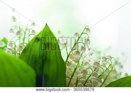 Amazing Blooming Lilies Of The Valley With Green Leaves. Blurred Bokeh Lights High Key Minimal Style