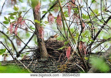 The Bird Hatches Out Eggs In A Nest.the Fieldfare (turdus Pilaris) Is A Member Of The Thrush Family 