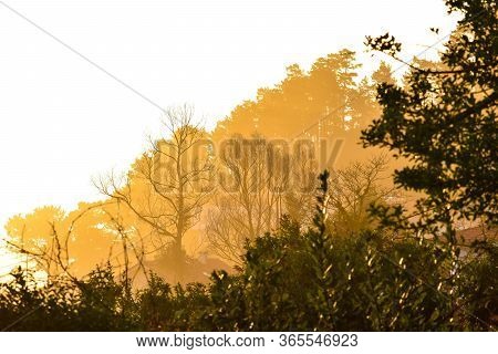 Rays Of Light Dye The Landscape And The Trees Yellow, In A Village In The Forest. Galicia, Spain