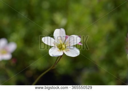Saxifrage Arendsii Hybrids - Latin Name - Saxifraga X Arendsii