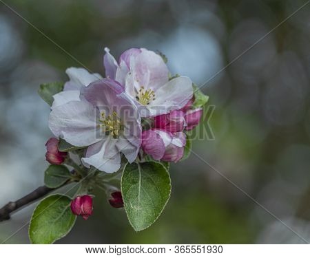 Color Fresh Spring Apple Tree Bloom In Nice Morning In Vidce Village