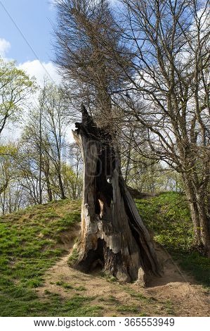 An Old Tree, Withered, Dead, Broken And Burned By Lightning, A High Stump Stands Among Young, Green 