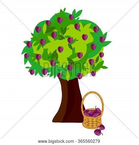 Plum In Basket Wicker With A Vine Under Plum Tree. Fruit Art Design Elements Object Isolated Stock V