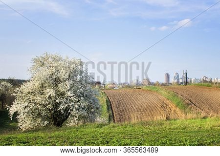 Blossoming Apple And Dug Bed In Spring On The Background Of The Urban Landscape