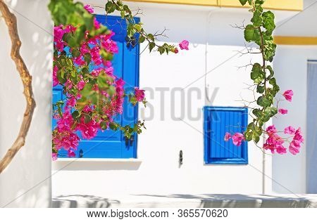 Blooming Bougainvillea Flowers And Blue Windows At Koufonisia Cyclades Greece
