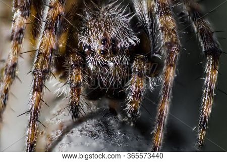 Forest Spider Or Spider Cross In Macro