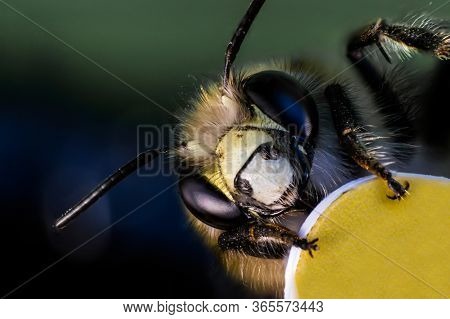 Head And Face Of Bee In Macro
