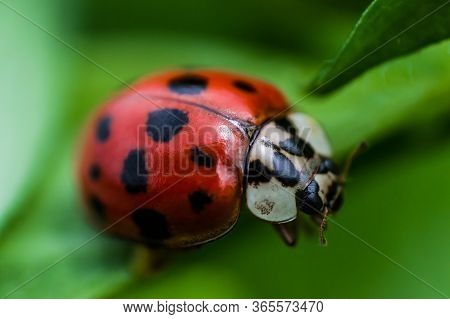Ladybug With Black Eyes In Macro. Super Macro Photo Of Insects And Bugs. Ladybug On Green Blurred Ba