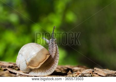 Little Snail On A Tree Branch Under The Sun. Snail In Brown Colors On Green Blurred Background. Conc