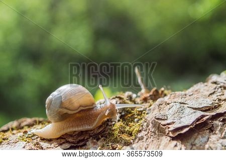 Little Snail On A Tree Branch Under The Sun. Snail In Brown Colors On Green Blurred Background. Conc
