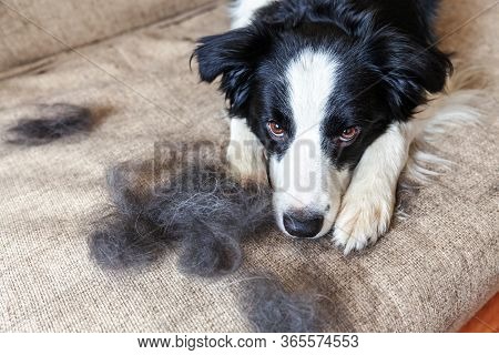 Funny Portrait Of Cute Puppy Dog Border Collie With Fur In Moulting Lying Down On Couch. Furry Littl