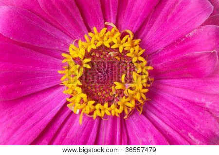 Genere Zinnia, famiglia Compositae