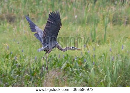 Among The Green Wetland Grasses And Purple Pickleweed, A Great Blue Heron Lauunches Itself Into The 