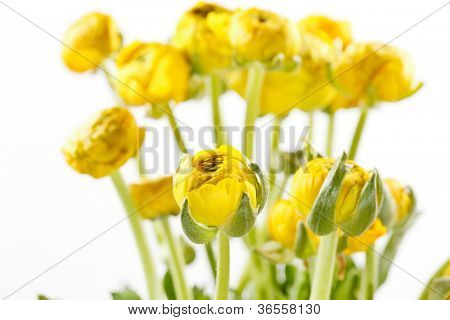 Ranunculus giallo