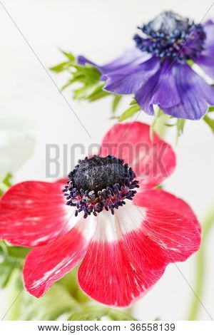 flores de anémona