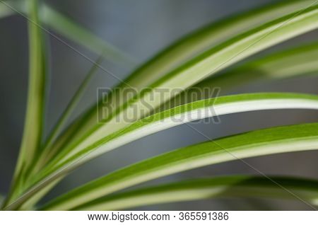 Close Up Of The Fresh Leaves Of The Chlorophytum. Botanical Macrophotography For Illustration Of Chl