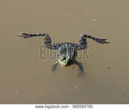 Frog (anura, Syn. Salientia) A Tailless Amphibian On The Surface Of A Pond
