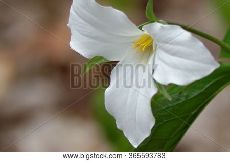White Trillium (trillium Grandiflorum) In The Wild, Shallow Depth Of Field