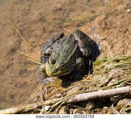 A Frog (anura, Syn. Salientia) A Tailless Amphibian At The Surface Of A Pond