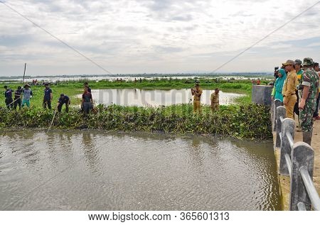 Janitors And The Community Clean The River From The Hyacinth Pests, Batang / Jawa Tengah Indonesia, 