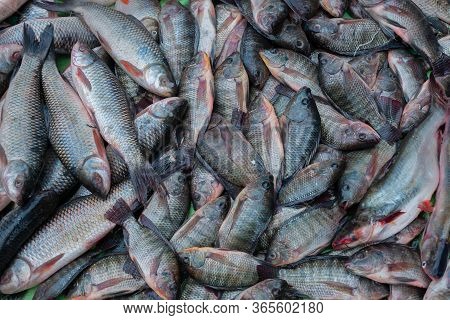 Various Fishes Displayed For Sale At Territy Bazar, Kolkata, West Bengal, India..