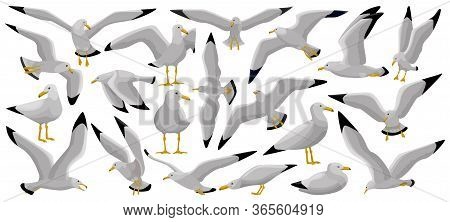 Bird Gull Vector Cartoon Set Icon. Vector Illustration Seagull On White Background. Isolated Cartoon