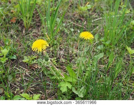 Two Yellow Dandelions On The Deep Green Background Close-up. Taraxacum Or Dandelion - Perennial Herb