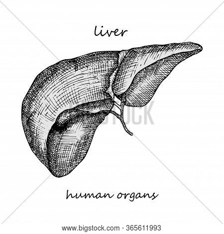 Liver. Realistic Hand-drawn Icon Of Human Internal Organs. Engraving Art. Sketch Style. Design Conce