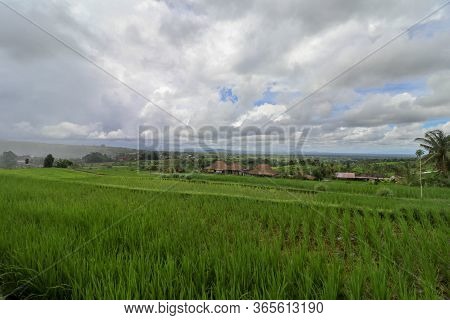 Jatiluwih Rice Terrace, Scenic Area With Verdant, Undulating Ric