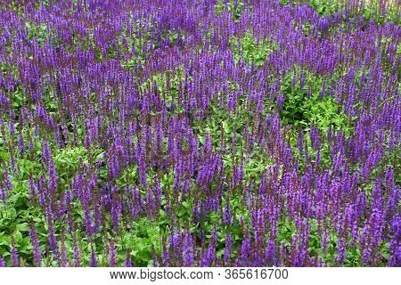 Lavender Flowers Field Side View With Bokeh Effect. Lavandula Augustifolia.