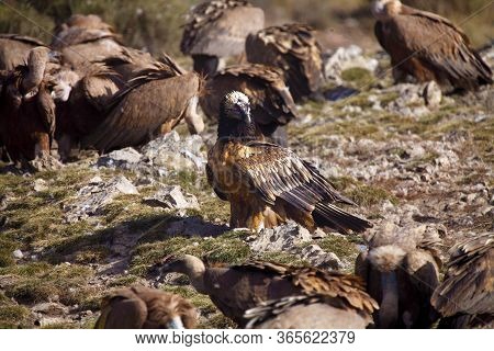 Almost Adult Bearded Vulture (gypaetus Barbatus), Also Known As The Lammergeier Or Ossifrage Sitting