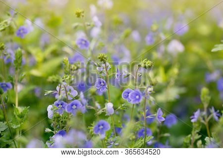 Beautiful Veronica Chamadris - Blue Flowers In Spring. Floral Background. Wild Flower Veronica