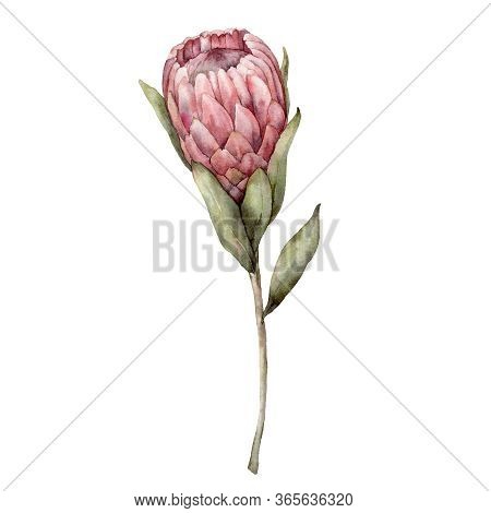 Watercolor Queen Protea. Hand Painted Tropical Card With Exotic Pink Flower And Leaves Isolated On W