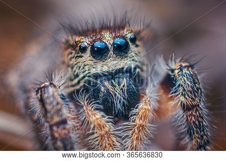 Eyes Of Jumping Spider - Pellenes Tripunctatus Female