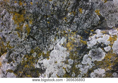 Fragment Of Stone Wall Texture Background. Moss And Lichen On Gray Stone. Lichen On The Rock.