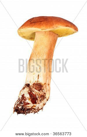 เห็ด: Boletus Edulis