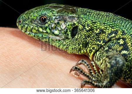 Wild Green Lizard.