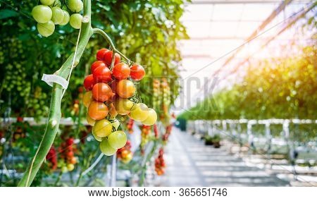 Beautiful Red Ripe Tomatoes Grown In A Greenhouse.