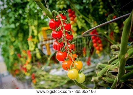 Beautiful Red Ripe Tomatoes Grown In A Greenhouse.