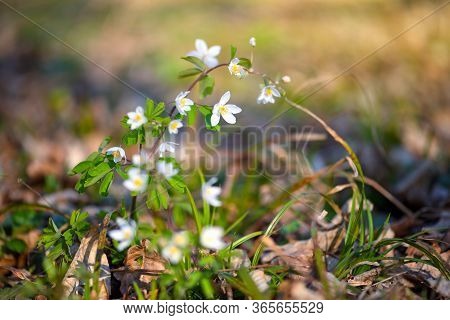 A Spring Flower Close Up. Isopyrum Thalictroides.