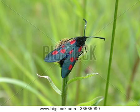 Seks Spot Burnet